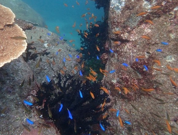 小さな魚の群れ