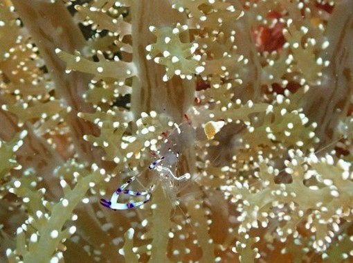 海中顕微鏡で撮影したエビの仲間
